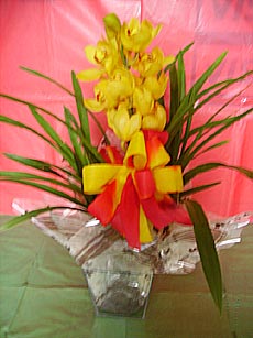 Orquídea Simbidiumna na peça de Vidro